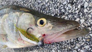 Jigging For Snook During Inlet Cold Front