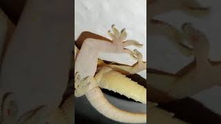 Lizard/Chipkali Mating