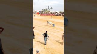 Bail race in pakistan . bull race #panjab #pothwar #rawalpindi #shortvideo #shots #kashmir #2024