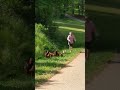 dad uses leaf blower to herd chickens back to yard viralhog