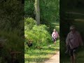 dad uses leaf blower to herd chickens back to yard viralhog