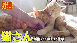 【猫の愛情表現】猫が撫でてほしい仕草5選！