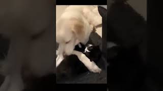 cat and dogs | funny video of cats and dogs