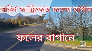 কেপ টাউন এ আঙুর ফল এর ফার্ম এ একদিন | Bangladeshi in South africa | South african visa 2022