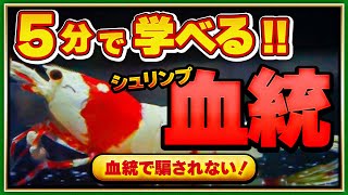 【血統で騙されない！】シュリンプの血統と系統について【ローキーズネオ】