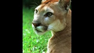 Cyclists bravely defend against cougar attack on trail