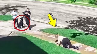 If It Was Not Filmed Nobody Would Believe This