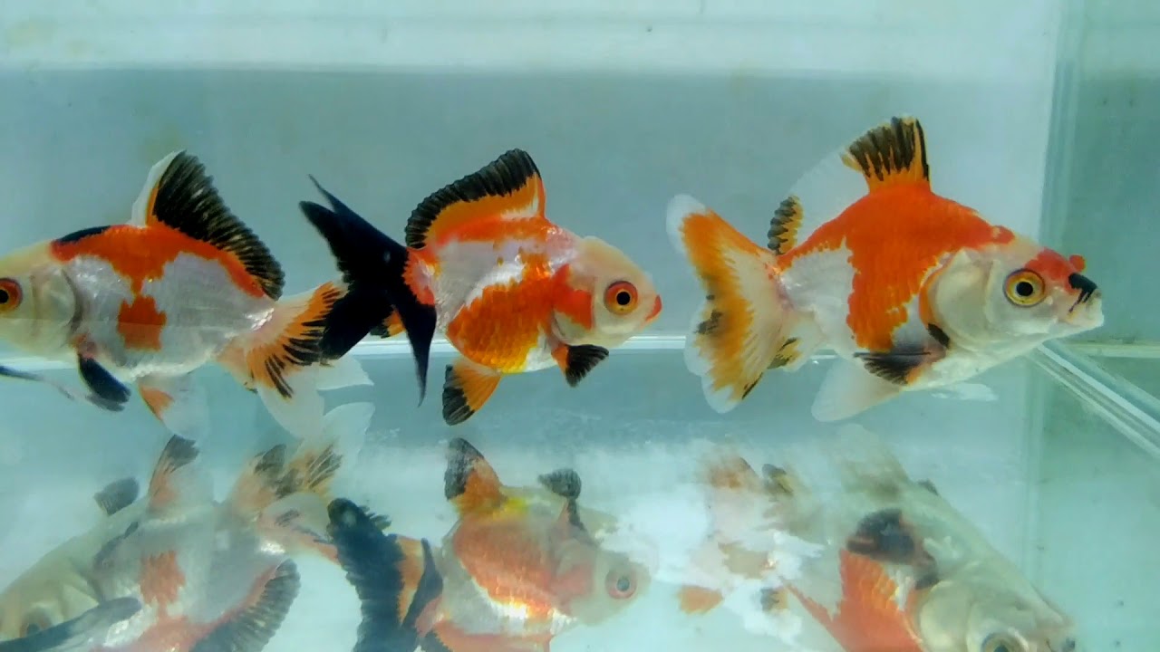 Info Spesial Ciri Ciri Ikan Mas Koki Oranda