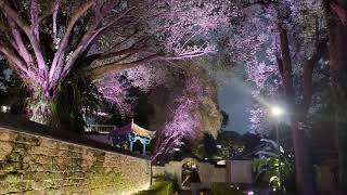 板橋 林家花園「花月圓 夜未眠」互動光雕秀