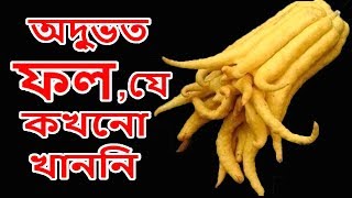 অদ্ভুত ফল,যে আপনি কখনো খাননি | Unusual Fruits you never ate