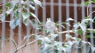 ヒヨドリ、オナガの鳴きまねをする。