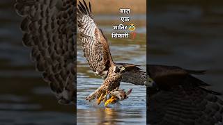 बाज़ एक 😱 शातिर शिकारी 🤔 | Falcon 🦅 Facts ❗#amazing #fact #wildlife #flyingbeast