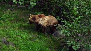 Brown Bear Attack | Dangerous Encounters: Alaska's Bear Country and Beyond Brown Bear