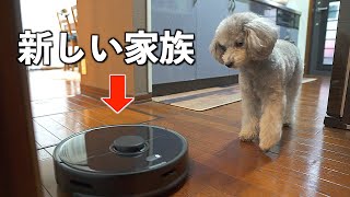 🐶お掃除ロボットとはじめて出会った犬の反応が可愛かったw【ロボロック S5 Max】【トイプードル】