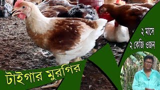 টাইগার মুরগির ২ মাসে ২ কেজি ওজন | ৩০০ টাইগার মুরগি থেকে ৬০ হাজার টাকা লাভ | সফল সোহাগ