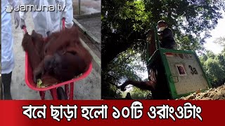 ইন্দোনেশিয়ার বনে ছাড়া হলো ১০টি বিপন্ন প্রজাতির ওরাংওটাং | Indo Orangutan