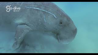 揚沙吃草的儒艮 Dugong