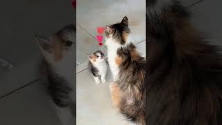 Mother’s love #cats #lovepets #kitten #kittens #cute #funny #cutepets