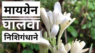 निशिगंध फुलाचे आयुर्वेदिक महत्व,रजनीगंधा,गुलछडी Tube rose flower #Ayurvedic #pamsrecipes