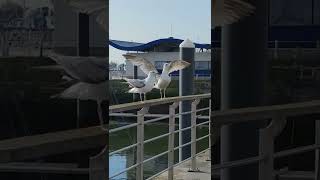 Seagulls eat large fish in record time