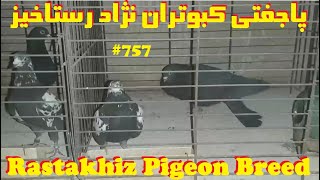 پاجفتی های کبوتران نژاد رستاخیز کراس شده کبوتر ایرانی وخارجی IRANIAN BREEDER'S RASTAKHIZ PIGEON BRED