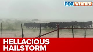 Cows Rush To Safety As Hailstorm Slams Texas