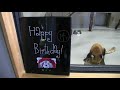 ハシゴは慎重に！レッサーパンダ セイタ 14歳の誕生日red panda