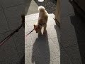 【ポメラニアン】散歩から帰りたくないと体で主張する犬 ポメラニアン ポメ dog 犬のいる暮らし 散歩足りないアピール 踏ん張る shorts