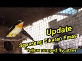 Sepasang sikatan emas #update perkembangan burung cantik