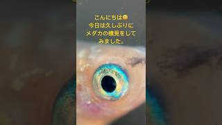 メダカ水槽122 三色ラメメダカをマクロ撮影で横見してみました。