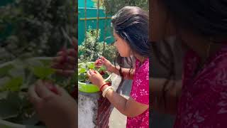 #shortvideo #আমাদের গাছের Strawberry￼