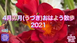 4月卯月(うづき)おはよう散歩2021「風に負けない」