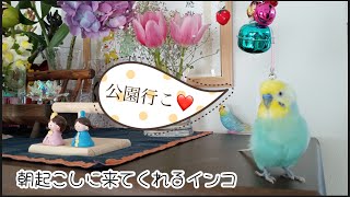 公園に行きたいと起こしに来るインコ🐥関西弁のくーちゃん🐥