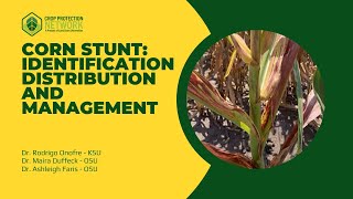 Corn Stunt: Identification, Distribution, and Management