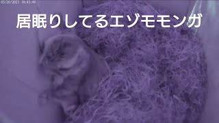 巣箱に住んでるエゾモモンガの居眠り