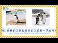 幼兒學英文 雙語閱讀 南非黑腳企鵝 兒童英文 你好泡泡 ni hao english reading stem