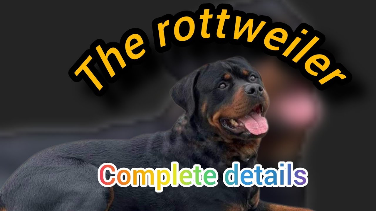 Should You Own A🐶 Rottweiler Dog? Watch This Before Buying A Rottweiler ...