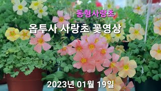 동형사랑초 : 🏵🌸옵투사 사랑초 꽃영상