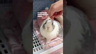 当小兔这样看着你，你知道意味着什么吗 沈幸好我眼疾手快小兔兔🐰 它真的好像个小宝宝 萌化了 奶凶奶凶的 萌宠出道计划