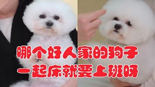 李佳琦的直播间|李佳琦的狗子们|nene：谁家狗子一起床就让上班呀？真烦狗了