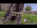 8k hdr 岩手 桜の平泉中尊寺 世界遺産 iwate chusonji in sakura season world heritage