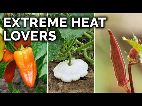 How do plants survive in hot weather?