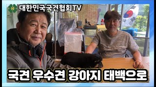 국견 우수견 강아지 태백으로 | 대한민국국견협회TV