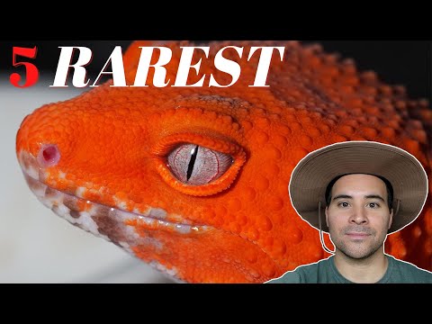 What is the rarest leopard gecko morph?
