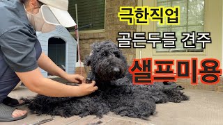 여름맞이 골든두들 샐프미용하다가 갑분 추격전 #골든두들 #대형견 #goldendoodle #샐프미용