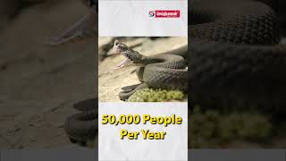 உலகளவில் பாம்புக்கடியால் அதிகம் பாதிக்கப்படும் இந்தியா!! | Snake Bites