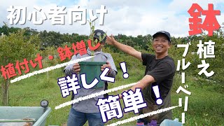 【植付け方法】簡単！ブルーベリー鉢植え植付け方法/鉢増し方法