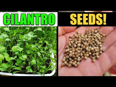 How are coriander seeds made?