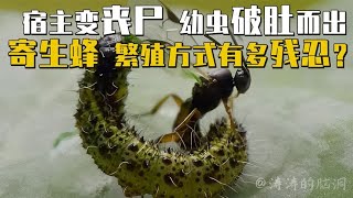 把昆虫变成丧尸，拥有超强“摄魂术” ，寄生蜂的繁殖有多可怕？【涛涛的脑洞江湖】