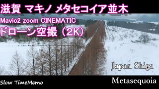 滋賀 マキノ 冬のメタセコイア並木 【ドローン空撮】The Beauty Nature Of Japan -by MAVIC2ZOOM | Shiga Metasequoia